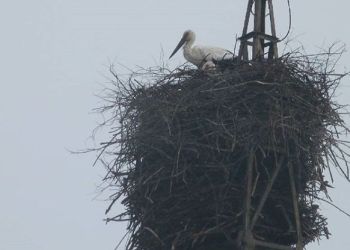 «Трехэтажное» гнездо соорудили аисты в Приамурье