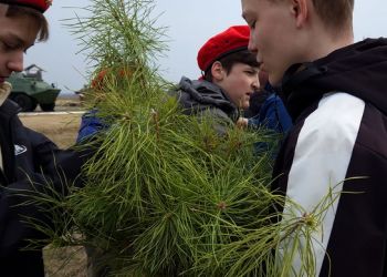 В Амурской области юнармейцы высадили сосны в парке «Патриот»