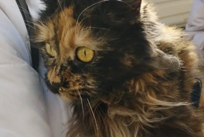 В Ейске кошка 2 недели выживала в разрушенном самолетом доме 