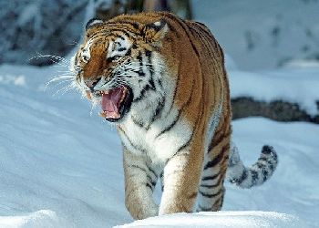 Следы тигров замечали недалеко от домов еще в нескольких селах Приамурья