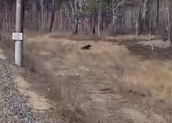 Медведя, бродившего у железной дороги, сняли на видео в Приамурье