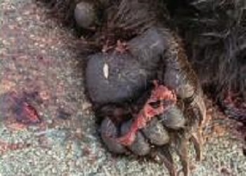В Приамурье в двух ДТП погибли медведи