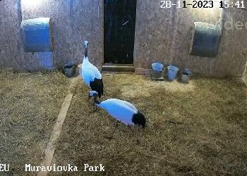 Амурчане могут следить за зимовкой журавлей в Муравьевском парке