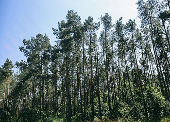 На майские праздники в Приамурье могут ограничить посещение леса