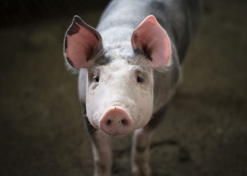 В Приамурье от чумы привили более 16 тысяч свиней