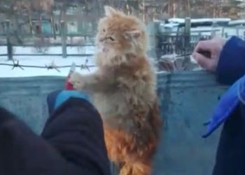 Коммунальщики в Приамурье спасли котенка