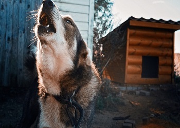 Агрессивных собак в Амурской области предлагают содержать в приютах пожизненно