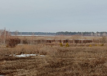 Сезонная миграция косули завершается в Приамурье