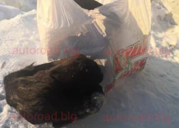 Пакеты с мертвыми щенками нашли в Чигирях