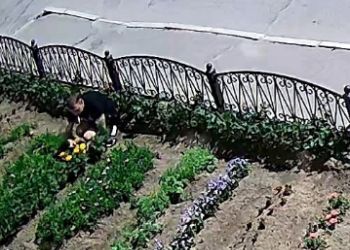 В Тынде вандал-романтик вырвал цветы из клумбы возле окружной администрации