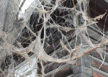 Горностаевая моль атакует деревья в Амурской области