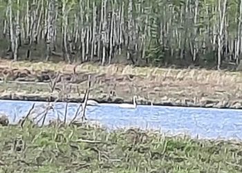 На севере Приамурья остановились лебеди