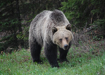 На Камчатке медведь пришел за ухой и чуть не съел двух женщин