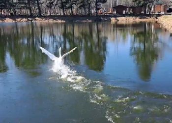Лебедей и гусей выпустили на озеро в Ивановке