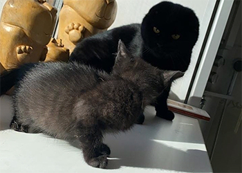 Олег Имамеев взял третьего черного кота