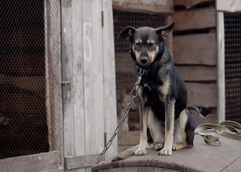 В Амурской области отловят в три раза больше бездомных собак, чем планировалось