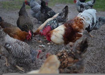 Токсичные корма из Амурской области нашли на сахалинской птицефабрике