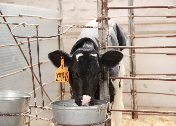Ферма в Приамурье увеличила производство молока, благодаря нацпроекту