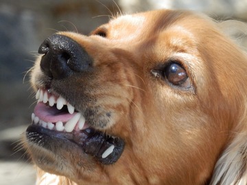На Кубани собака откусила 15-летней девочке лицо