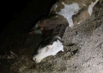 В Ивановском районе машина сбила корову