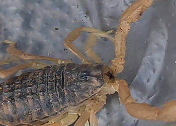 Покупатели картошки на Сахалине обнаружили в мешке скорпиона