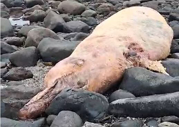 На камчатский берег выбросилось морское чудовище