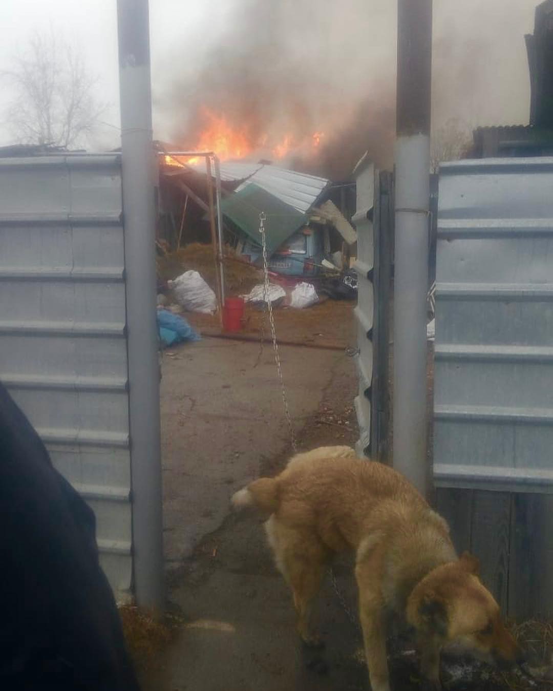 Благовещенские волонтеры спасли из горящего сарая коз и собаку | 18.04.2019  | Благовещенск - БезФормата