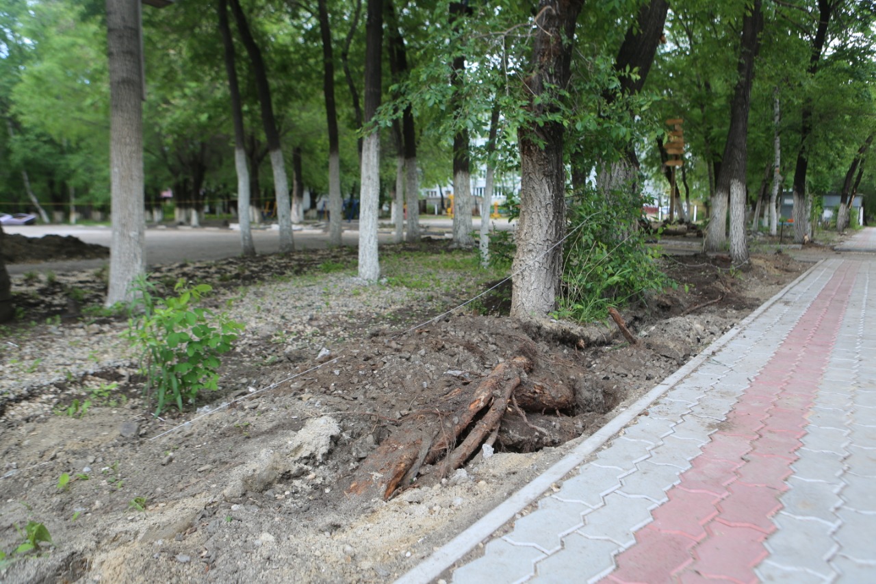 В школах Благовещенска пилят опасные деревья