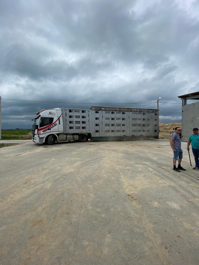 В Приамурье привезли породистых коров