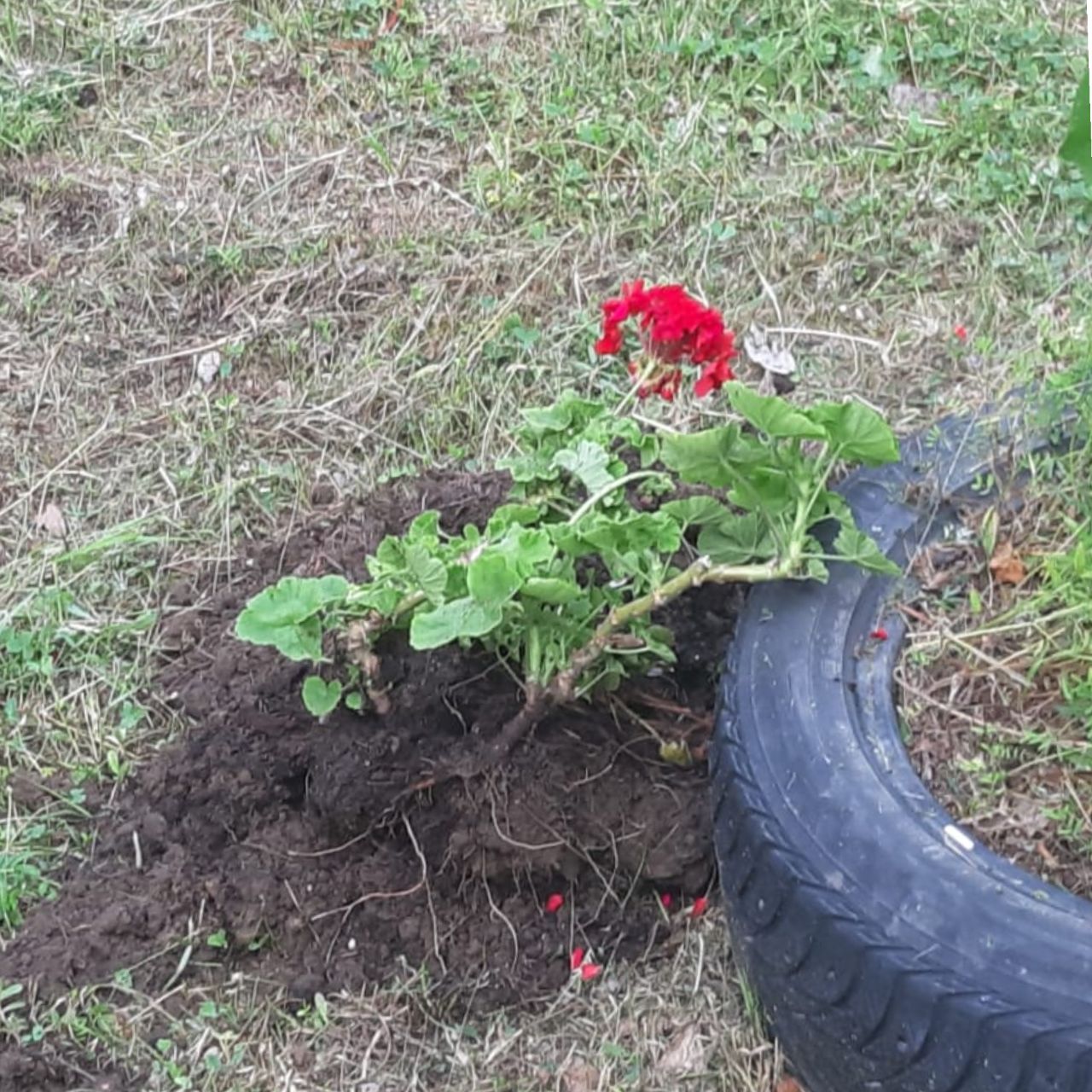 Проверяли друг друга на злость»: маленькие вандалы разворотили клумбы в Зее