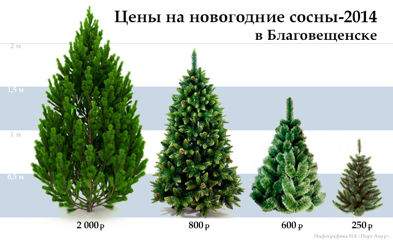 Чем отличается ель от елки? 14 фото и подробные отличия по размеру иголок и другим параметрам