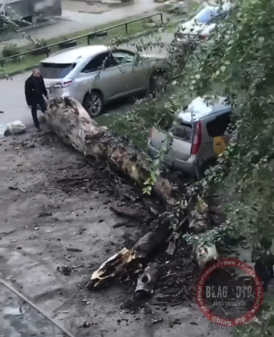 В Благовещенске на автомобиль такси упал тополь