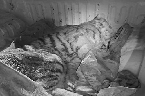 Труп тигренка нашли в Хабаровском крае