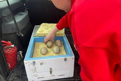 Зоопарк Удмуртии передал Приамурью яйца с эмбрионами японских журавлей
