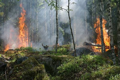 Шесть природных пожаров действуют в Приамурье