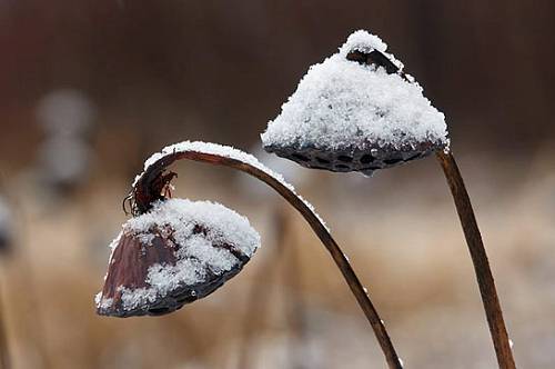 В Приамурье ожидается слабый снег и морозный туман