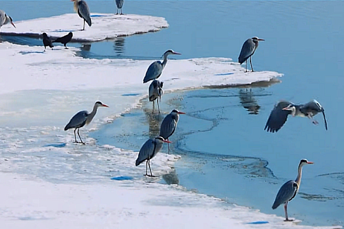 В Приамурье с юга Китая возвращаются перелетные птицы после зимовки