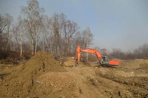 Черные золотодобытчики уничтожили краснокнижные деревья в Приамурье