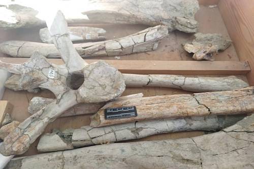 Почти 300 моделей костей амурских рептилий попали на ресурс «12 динозавров России» 