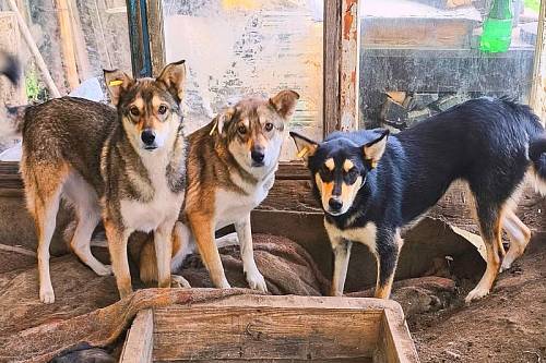 Пожилая амурчанка ищет новых хозяев для ее восьми собак