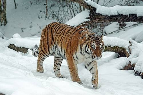 Названы предполагаемые причины нападения тигра на собак в Амурской области