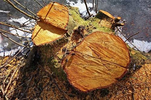 В Амурской области в этом году спилят больше трех тысяч опасных деревьев