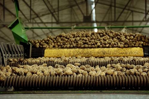 В Приамурье хотят производить и перерабатывать картофель для экспорта