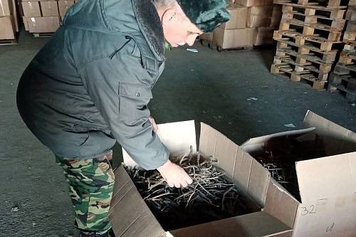 В КНР из Приамурья вывезли 25 тонн коры с корней лекарственного растения