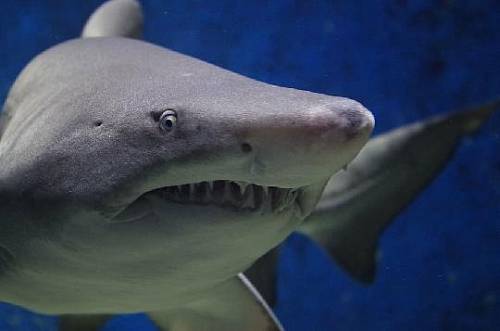 Акулий плавник вызвал панику у туристов в Ливадии