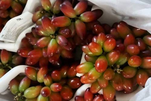 Опасный вредитель находился в винограде, привезенном в Приамурье из КНР