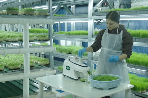 Амурские предприниматели наладили поставки микрозелени в Армению