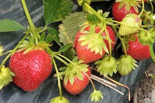 Амурчанин выращивает «привередливую» ягоду на дальневосточном гектаре