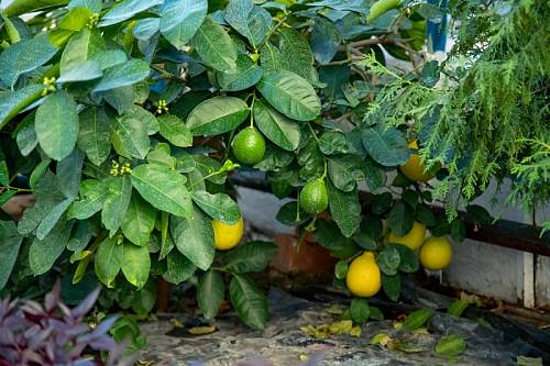 В Благовещенске сотрудники ГСТК вывели гибрид лимона и грейпфрута