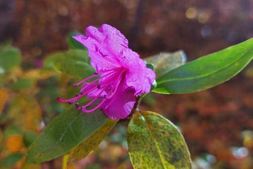 В амурских лесах зацвел осенний «аленький цветочек»